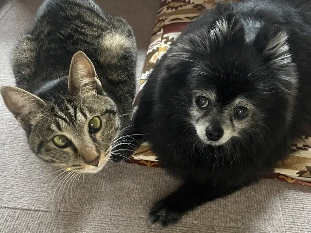 Staying together with pets