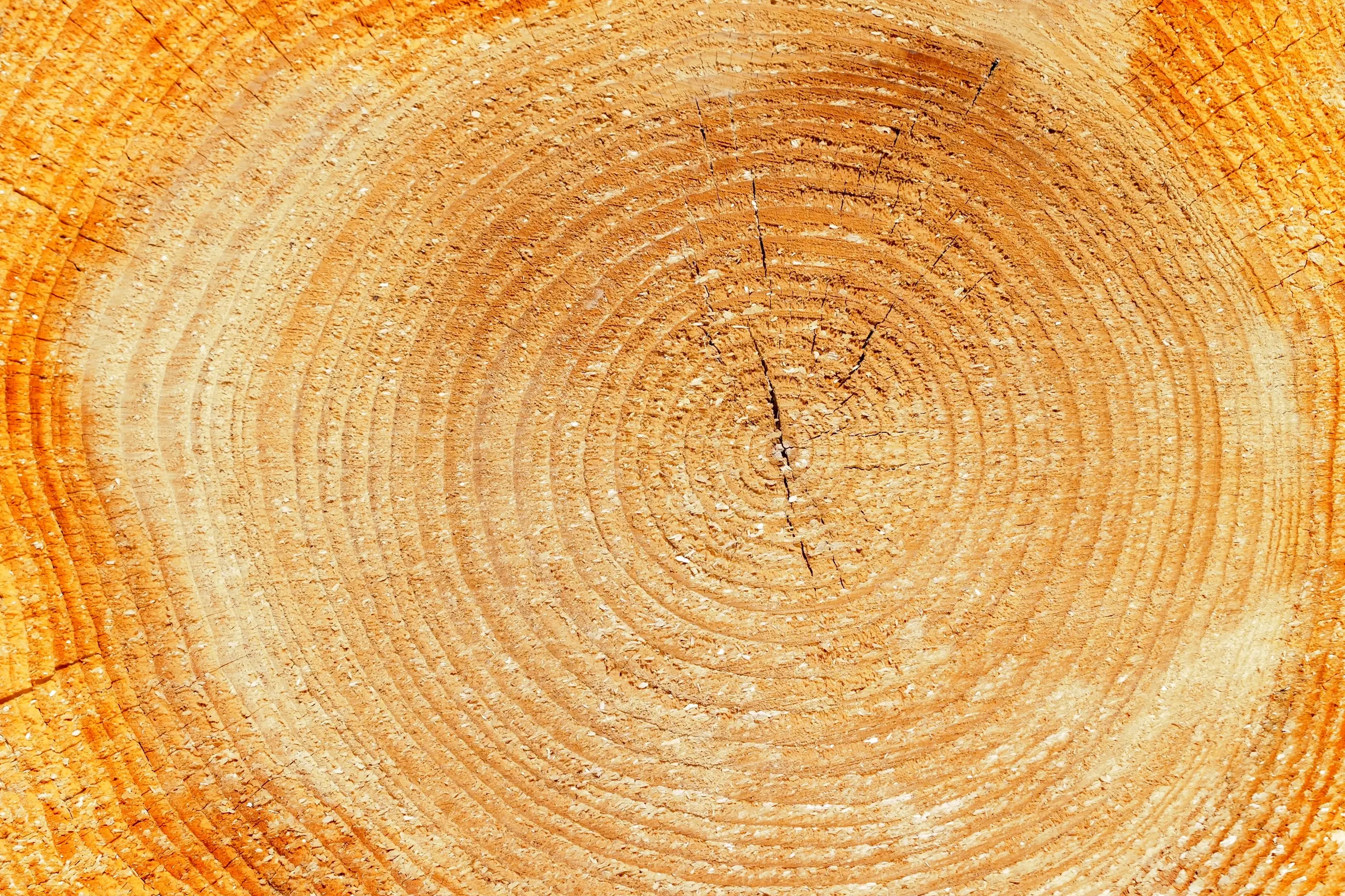 Close-up cross-section of timber growth rings
